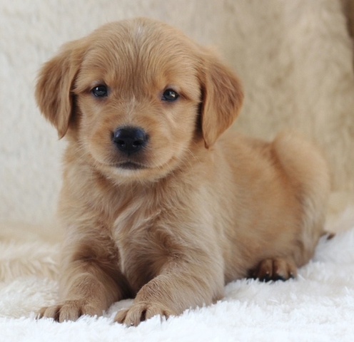 GOLDEN RETRIEVER PUPPIES READY FOR ADOPTION - Pets ...