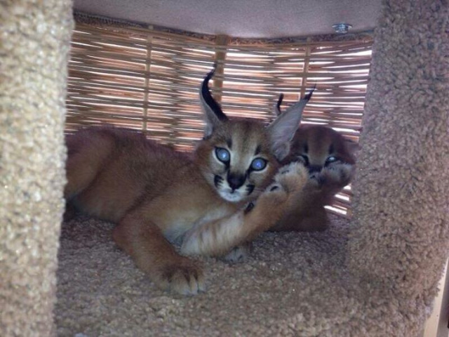 47 Serval Cat For Sale Images