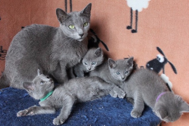 Russian Blue Kittens For Adoption - Pets For Sale, Dubai City