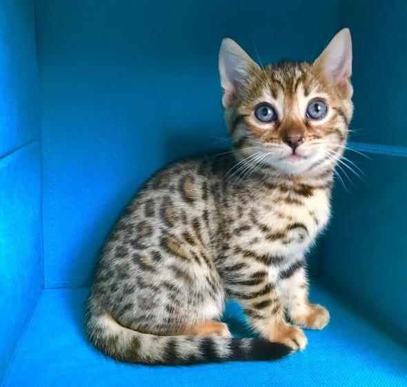 Rarely Gorgeous Pure Bengal Kittens - Pets For Sale, Abu Dhabi City