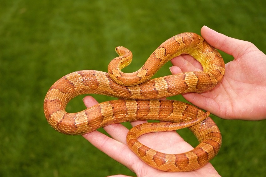 Ball python and corn snake Pets Rehoming, Abu Dhabi City
