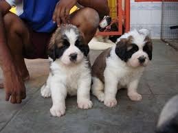 Cute Male And Female Saint Bernard Puppies Available For Cute Male And Female Saint Bernard