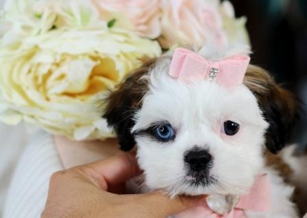 Shis Tzu Puppies Available For Adoption Pets Rehoming Sharjah City Shis Tzu Puppies Available For Adoption