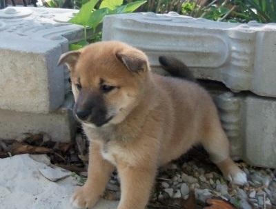 I Have Four Very Cute Shiba Inu Puppies Left For Sale Pets