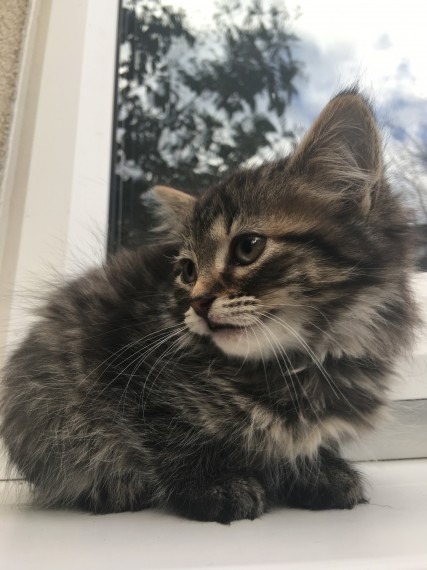 British Long Hair Female Kitten For Sale Pets Rehoming Dubai City