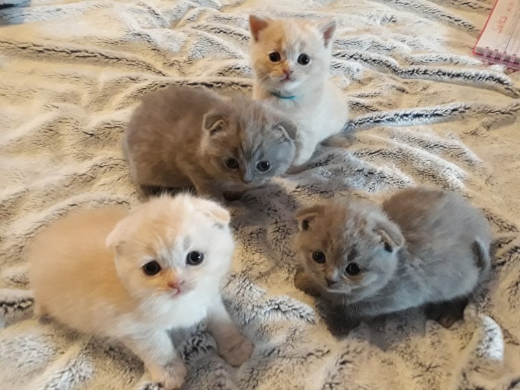 Scottish Fold Kittens Pets Rehoming, Dubai City