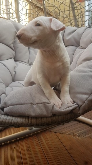 English Bull Terrier Pups For Re Homing Pets Rehoming Dubai City English Bull Terrier Pups For Re Homing