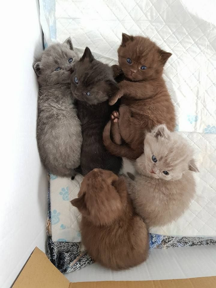 British Shorthair Blue And Lilac Kittens For Re Homing Pets
