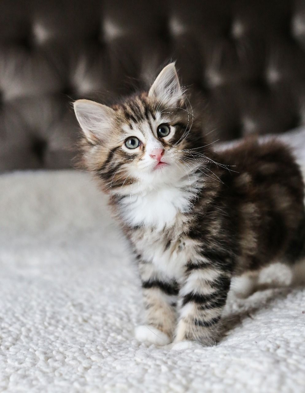 Pure Norwegian Forest Kittens Pets Rehoming, Ajman