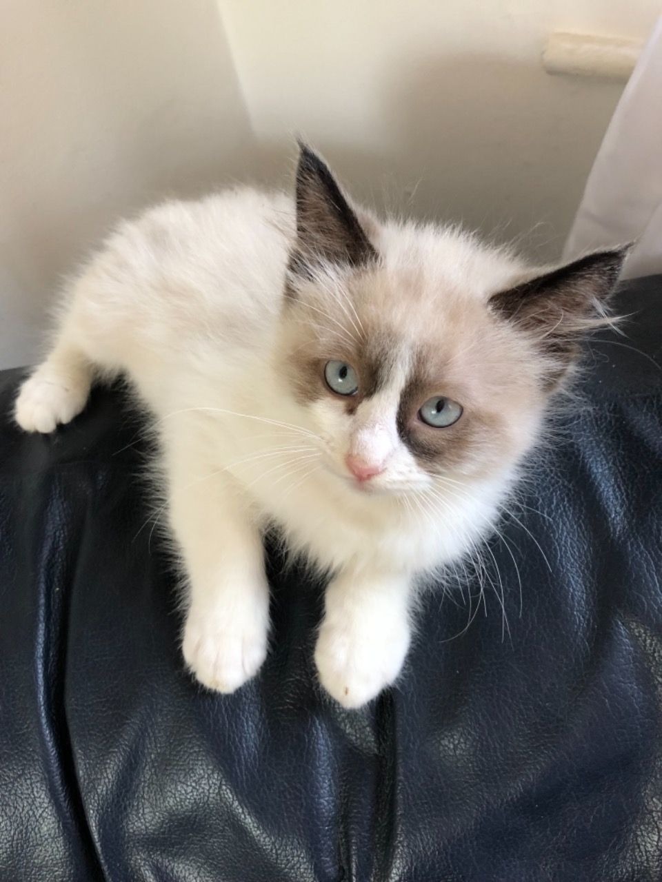 home bred loving pedigree ragdoll kittens pets for free adoption