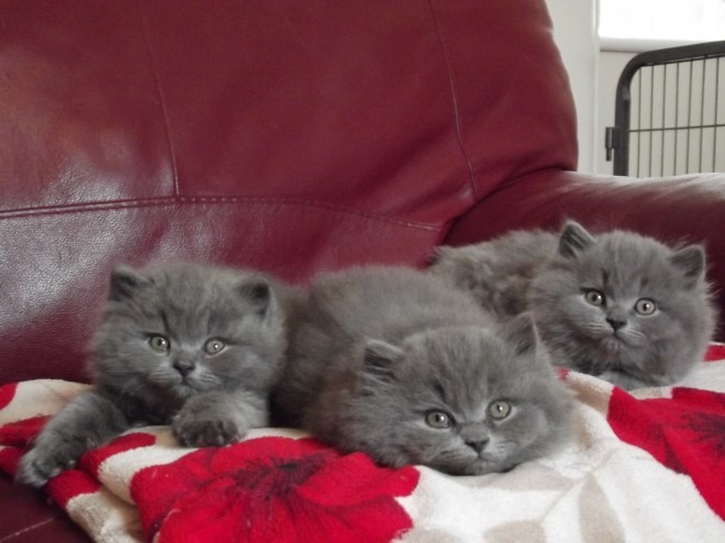 Cute Looking Male And Female British Short Hair Kittens Pets For