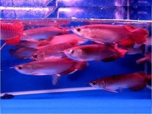 Wholesale platinum snow white arowana, platinum silver ...
