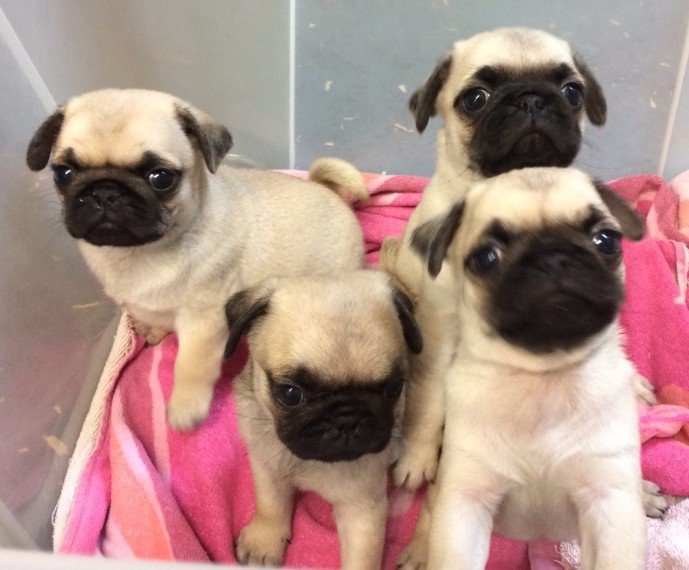 Ready Now! Gorgeous Kc Reg Pug Puppies For Sale - Pets Rehoming, Abu ...