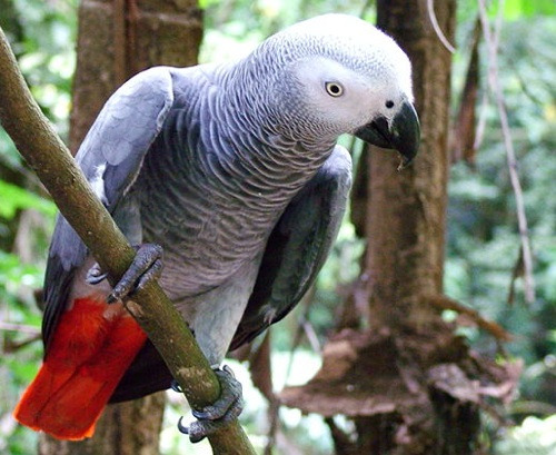 parrots for adoption parrots for adoption