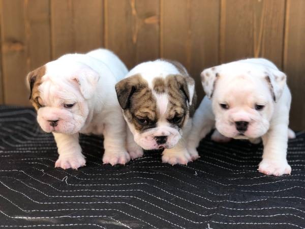 English Bulldog Puppies Available For Free Adoption Pets English Bulldog Puppies Available For