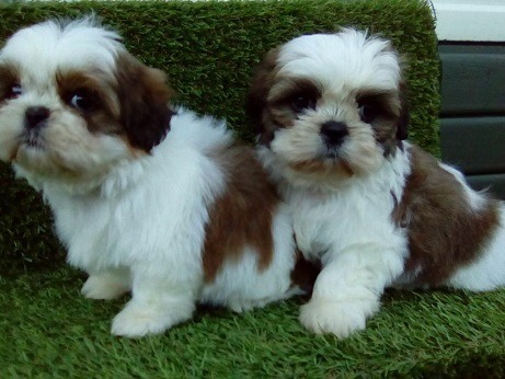 Tzu Puppies For Adoption Pets Rehoming Ajman Tzu Puppies For Adoption Pets