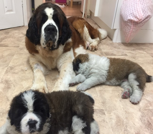 Beautiful Saint Bernard Puppies For Adoption Whats At Saint Bernard Puppies For Adoption