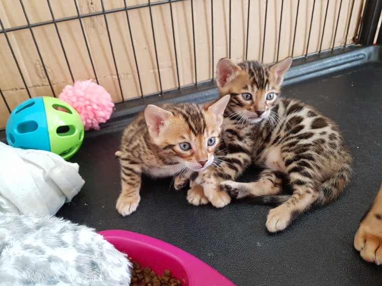 Bengal kittens For adoption - Pets Rehoming, Abu Dhabi City