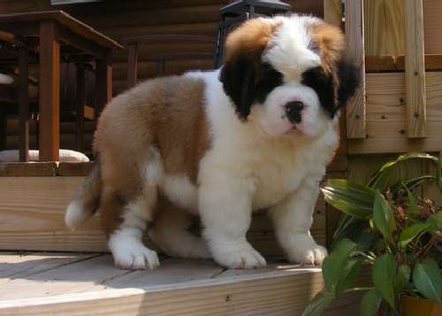 Saint Bernard Puppies Pets Rehoming Abu Dhabi City Saint Bernard Puppies Pets Rehoming