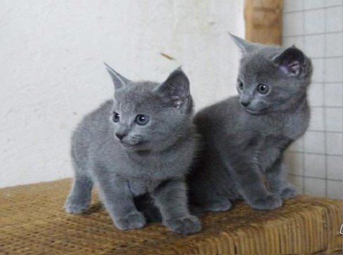 Russian Blue Kittens Pets Rehoming Abu Dhabi City