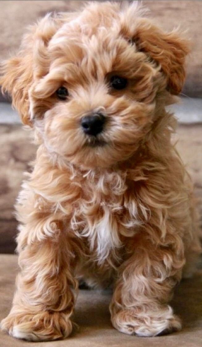 gorgeous-toy-maltipoo-puppies-available-and-ready-for-sale-pets