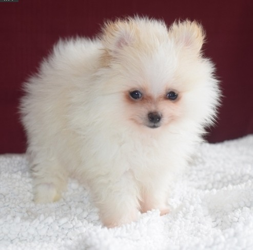 Beautiful Pomeranian Puppies - Pets Rehoming, Dubai City