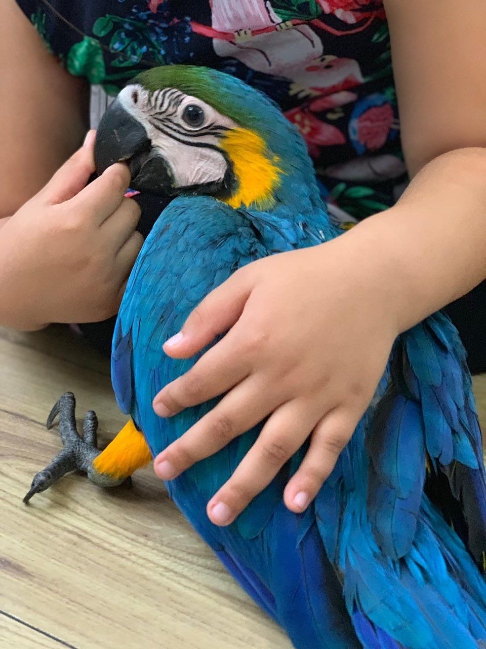 Beautiful Blue & Gold Babies Macaw