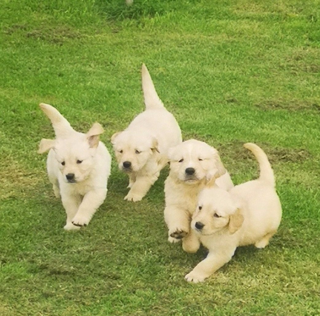 golden-retriever-puppies-pets-rehoming-dubai-city