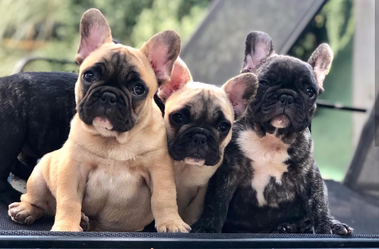 French Bulldog Puppies. Pets Rehoming, Dubai City