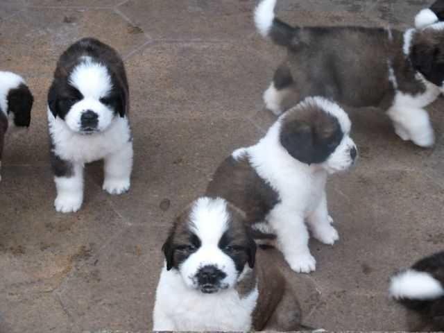 Beautiful Saint Bernard Puppies Pets Rehoming Abu Dhabi City Saint Bernard Puppies Pets Rehoming