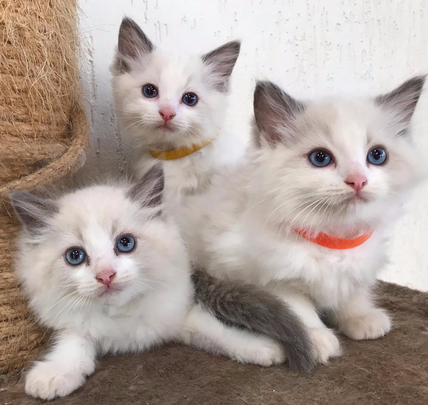 Ragdoll kittens Pets Rehoming, Dubai City