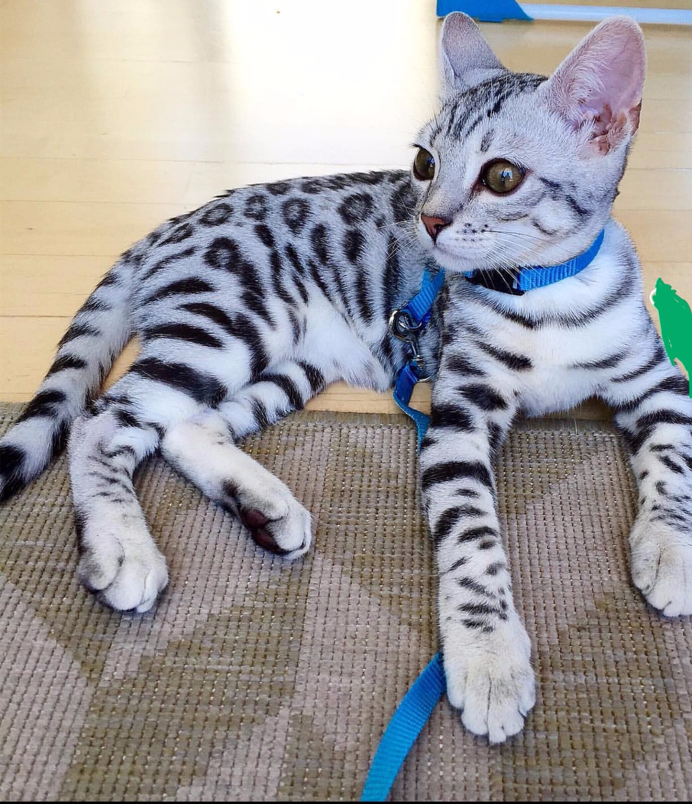 Bengal kittens Pets Rehoming, Dubai City