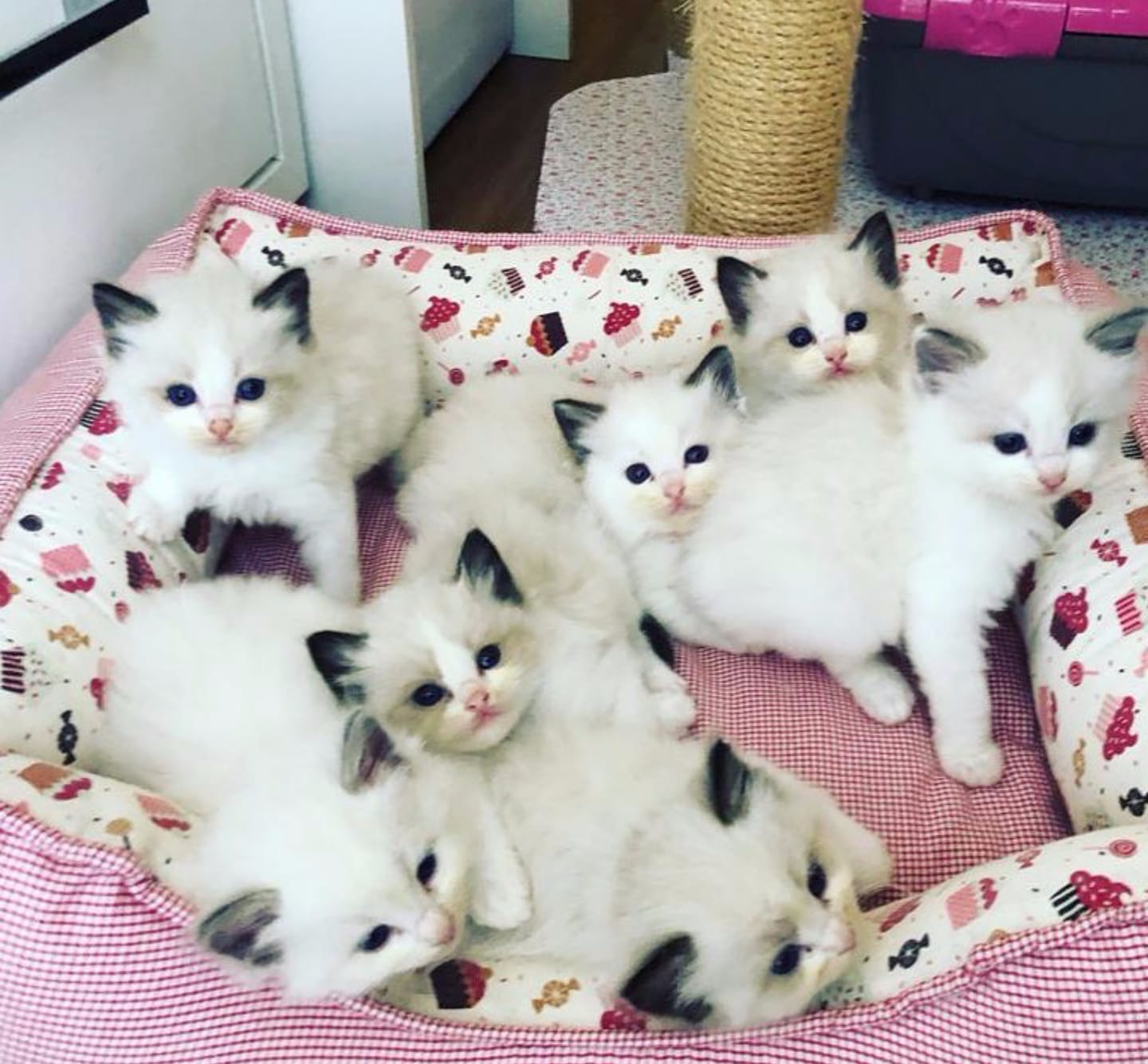 Ragdoll kittens Pets Rehoming, Dubai City