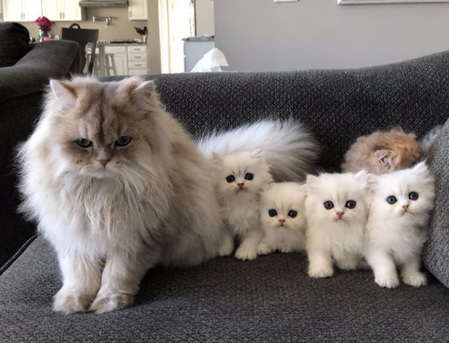 Owning A Cat In Uae at Mary Yu blog