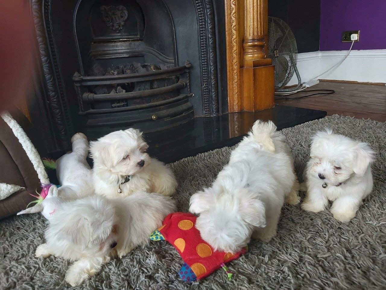 Maltese Puppies. - Pets Rehoming, Ajman