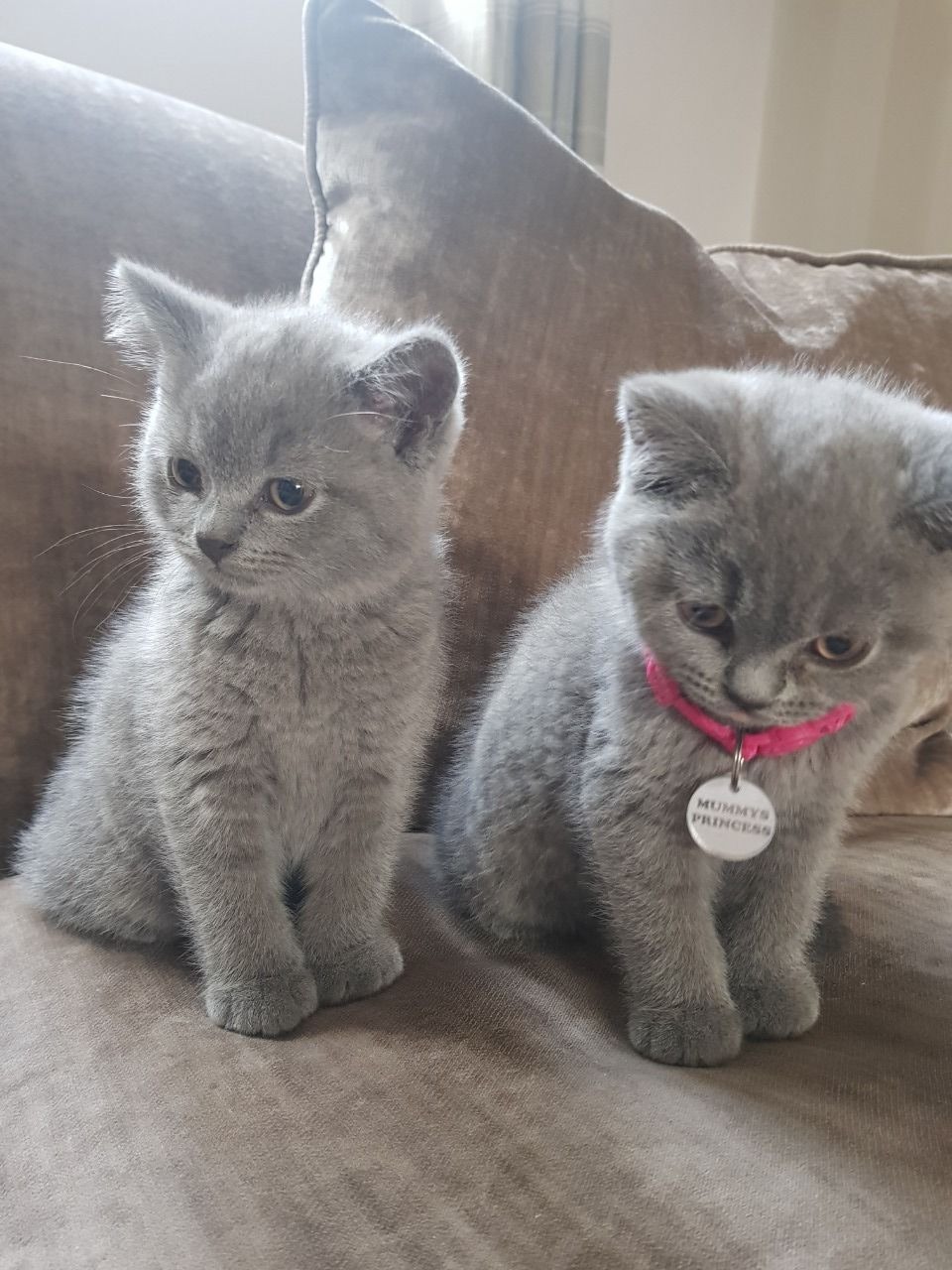 Ebay Kittens For Adoption
