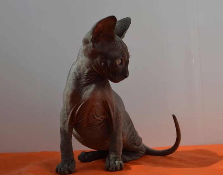 Sphynx / Hairless male and female kittens for adoption Pets Rehoming