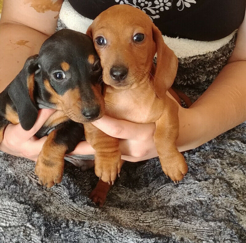 adopt dachshunds