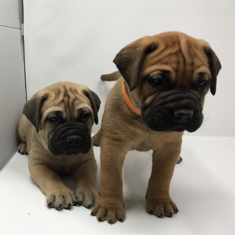 Bullmastiff Puppies for sale in Wyoming USA