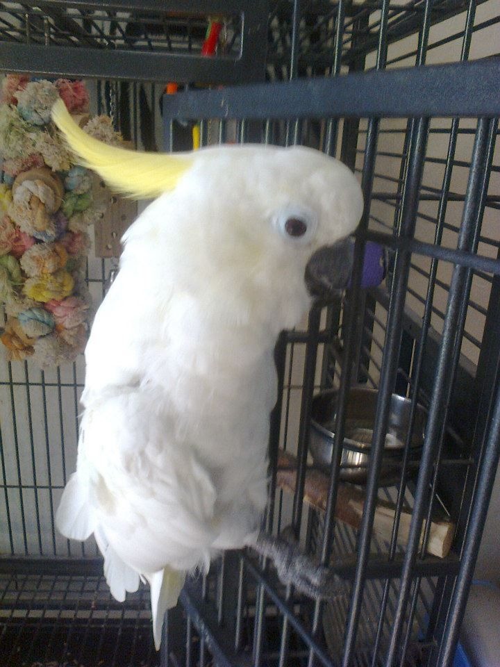 friendly Cockatoo parrots for free Rehoming Pets Rehoming, Dubai City