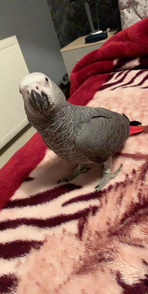 parrots for adoption parrots for adoption