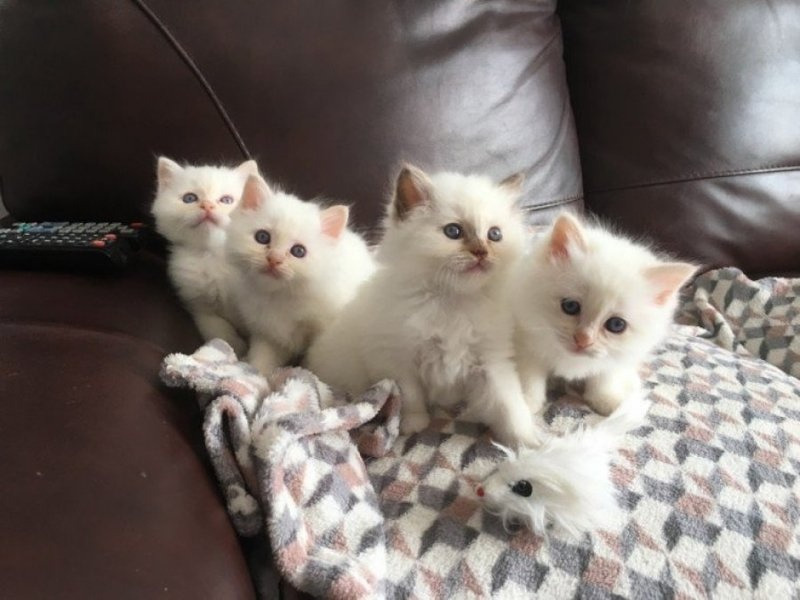 Lovely Birman Kittens Available Pets Rehoming, Dubai City