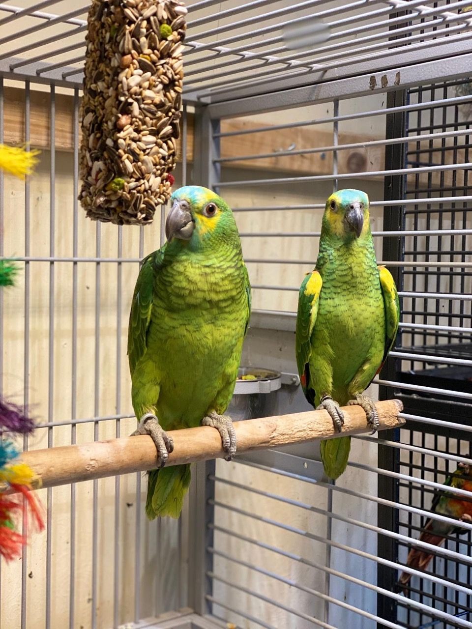Beautiful Baby Amazon Talking Parrots for sale - Pets Rehoming, Dubai City