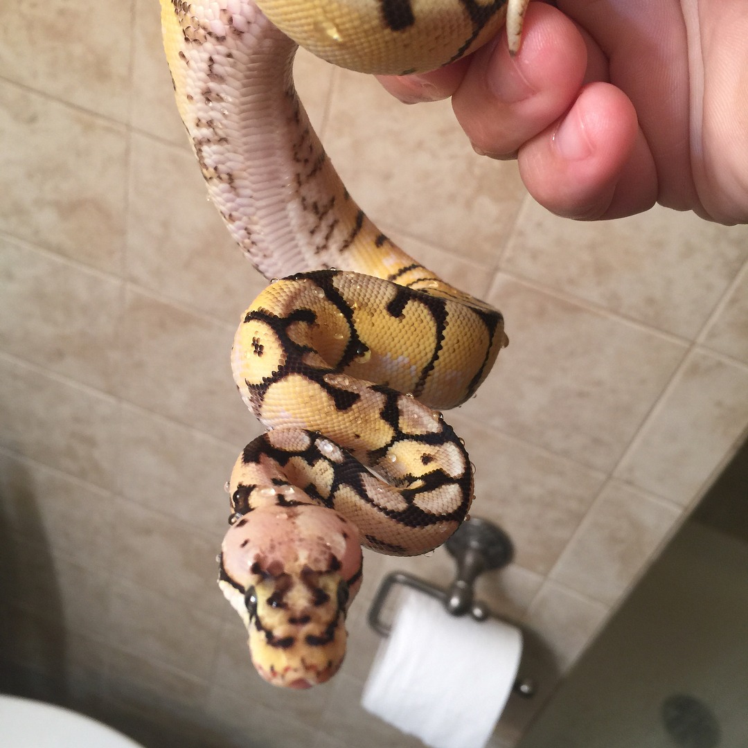 Kindly friendly Morphy python snakes available - Pets Rehoming, Abu ...