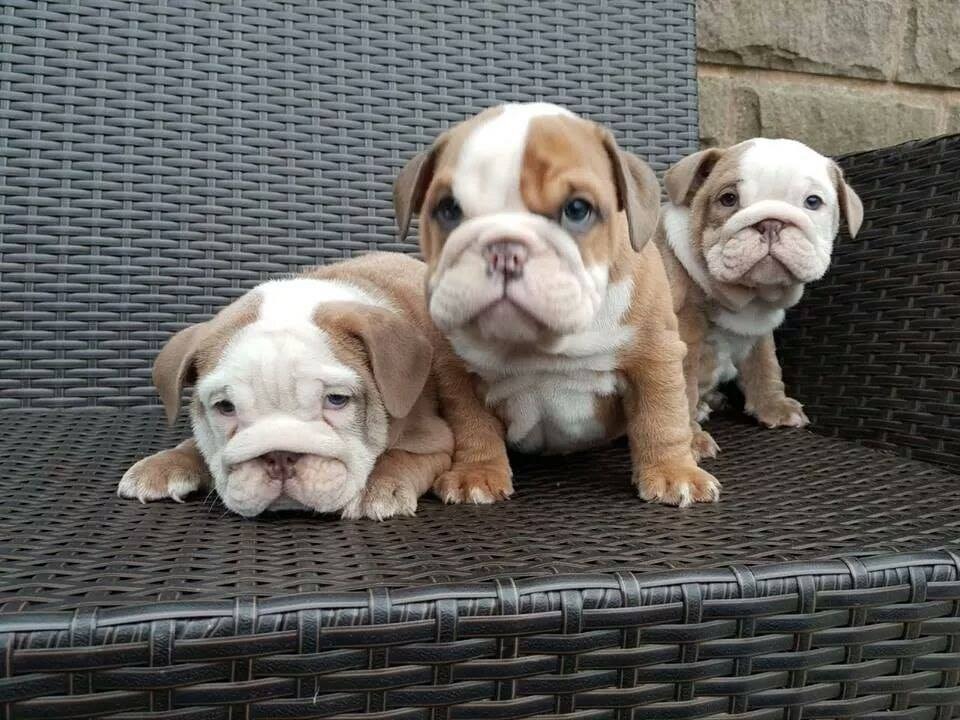 English Bulldog Puppies for Rehoming WhatsApp