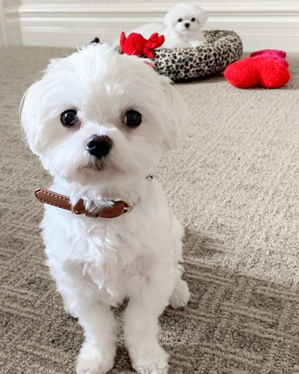 Lovely Maltese Puppies for Rehoming. - Pets Rehoming, Dubai City