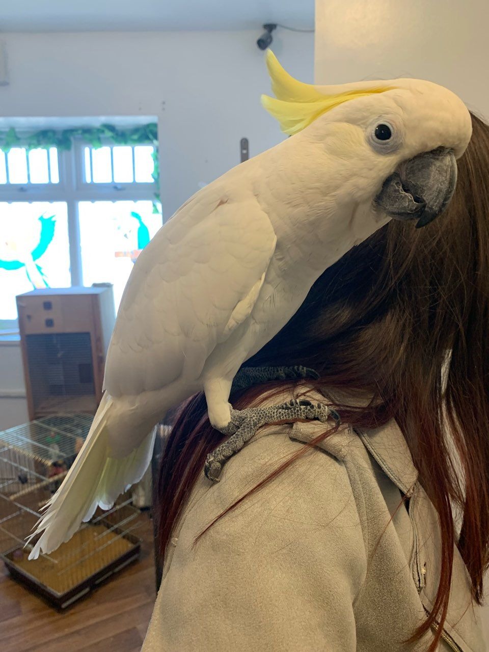 Cockatoo parrot for adoption Pets Rehoming, Dubai City
