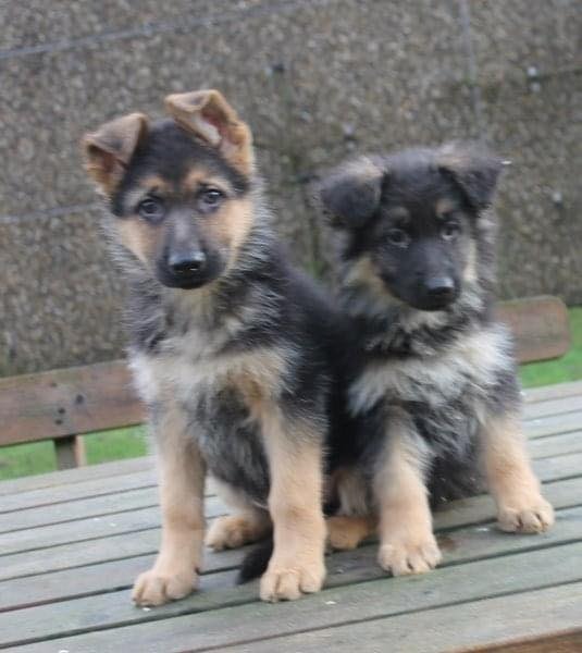 German Shepherd Puppies for Rehoming - Pets Rehoming, Al-Ayn