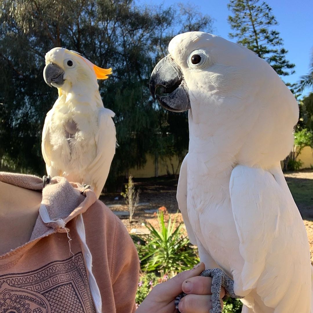 cockatoo pet insurance