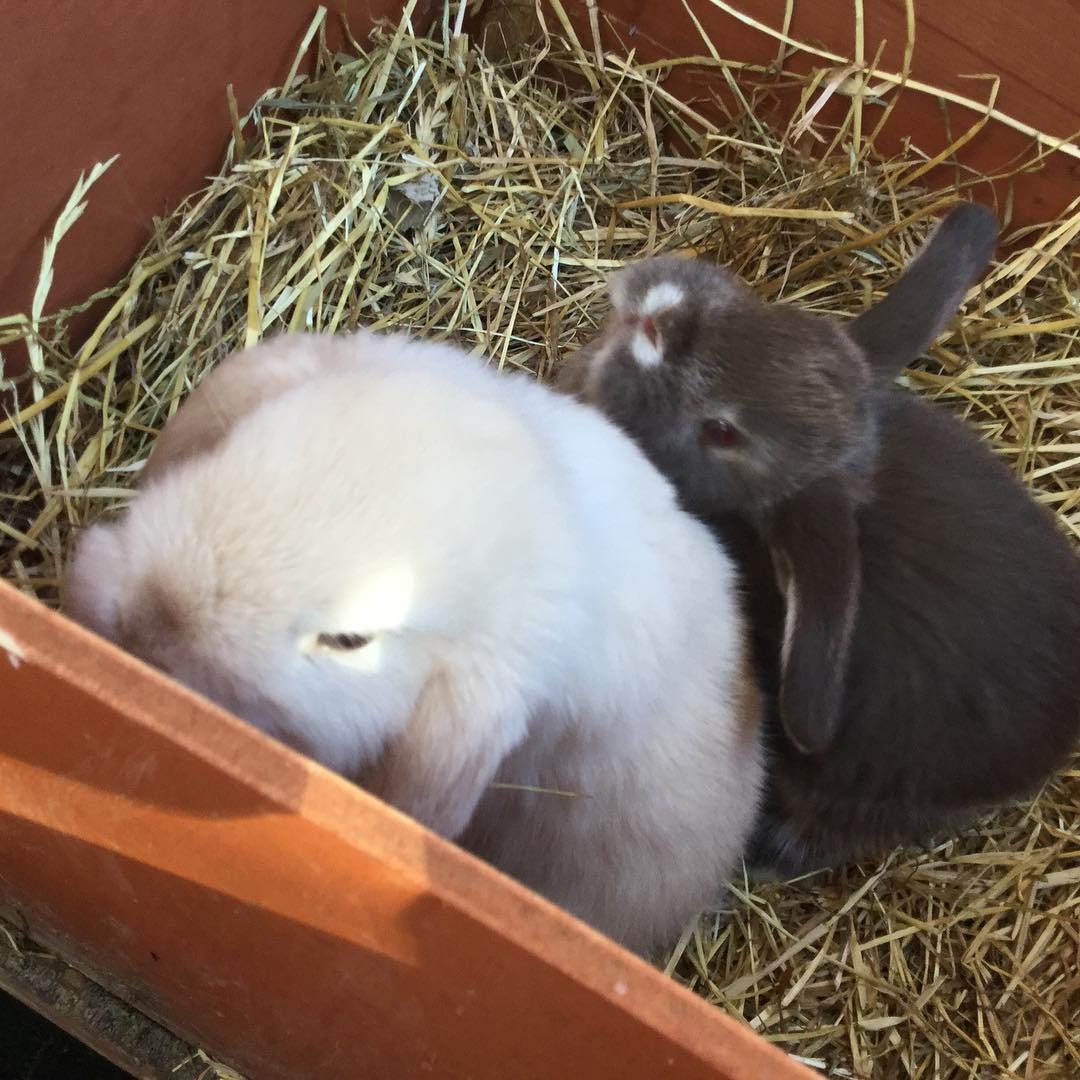 Cute AKC registered Rabbits for rehoming WhatsApp(+971552132547) Pets